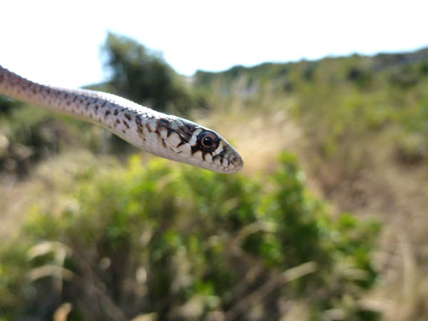 Hierophis gemonensis