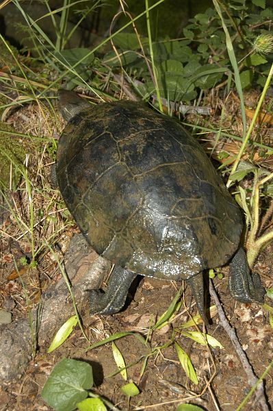 Mauremys rivulata