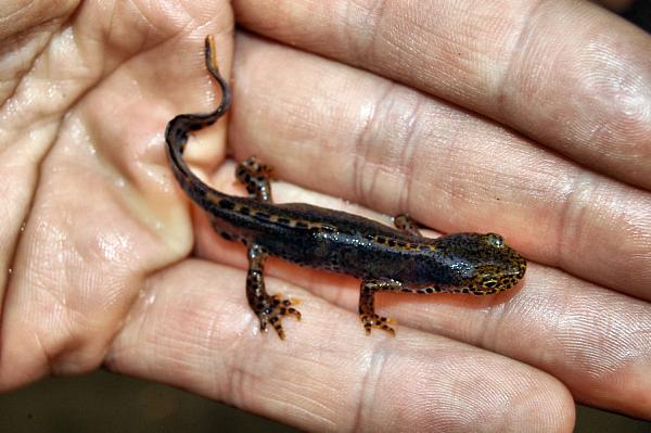 Mesotriton alpestris