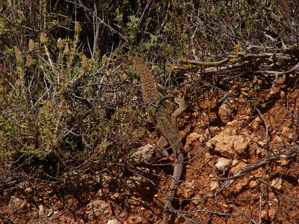 Lacerta trilineata