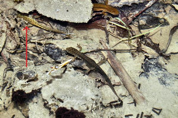 Mesotriton alpestris