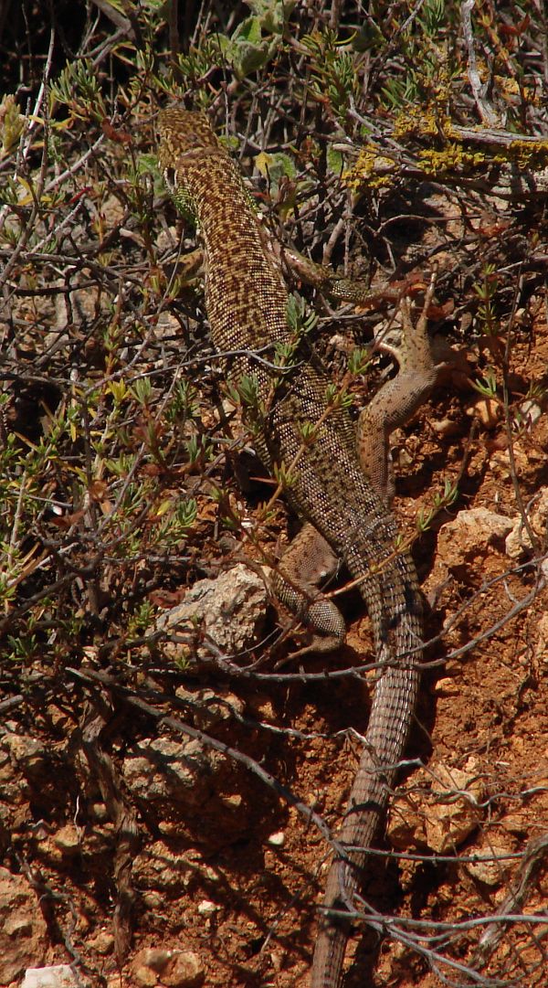 Lacerta trilineata