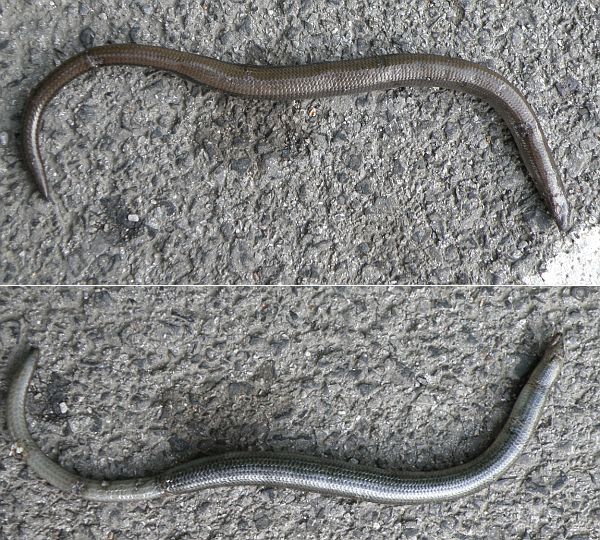 Anguis fragilis s.l.