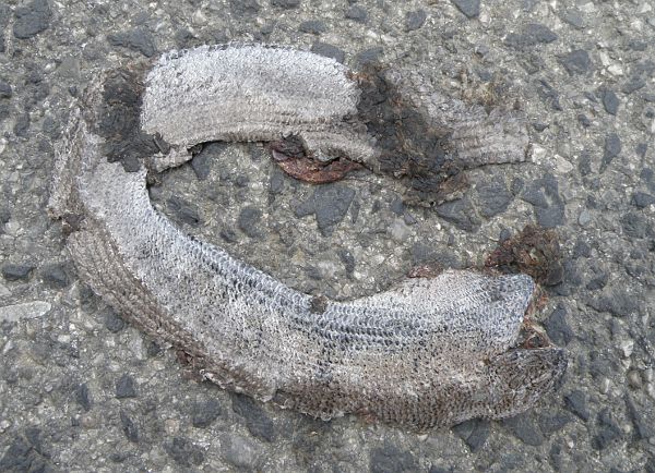Anguis fragilis s.l.