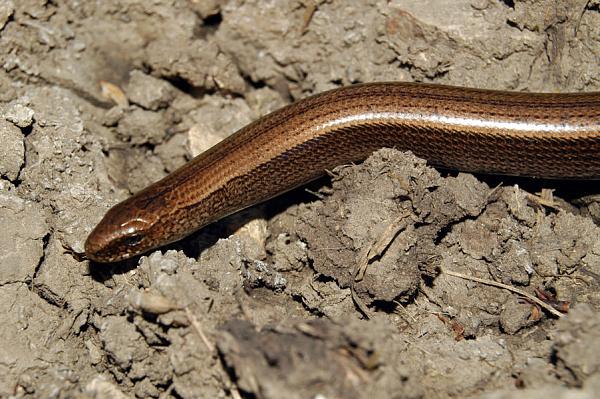 Anguis fragilis s.l.