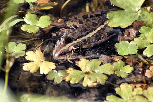 Pelophylax ridibundus