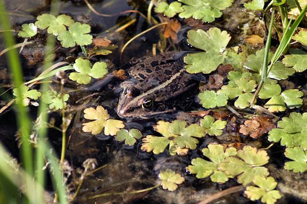 Pelophylax ridibundus