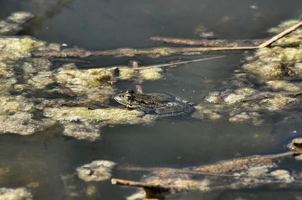 Pelophylax ridibundus