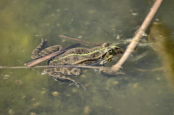 Pelophylax ridibundus