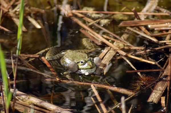 Pelophylax ridibundus