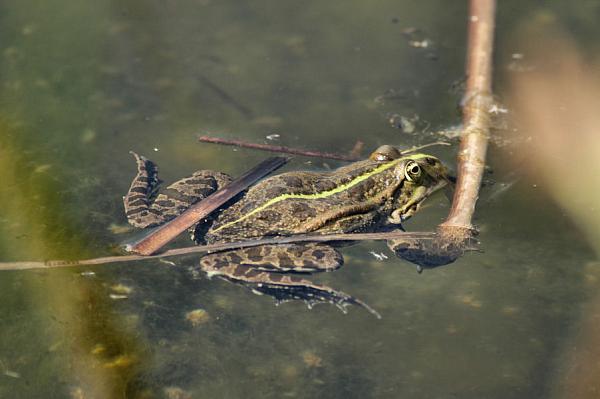 Pelophylax ridibundus