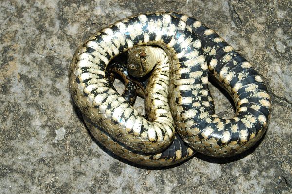 Natrix tessellata