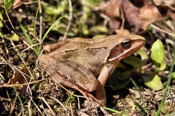 Rana dalmatina