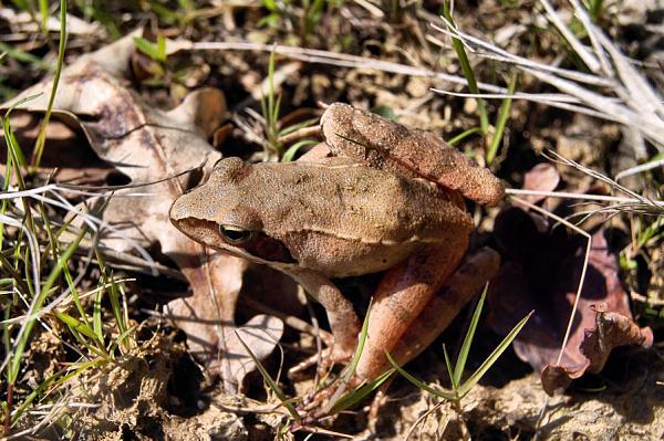 Rana dalmatina