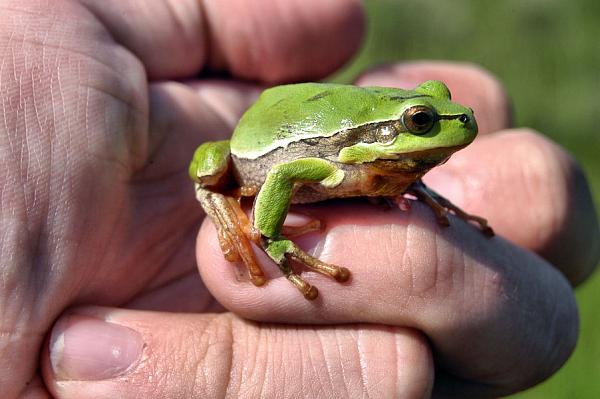 Hyla arborea