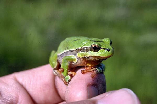 Hyla arborea