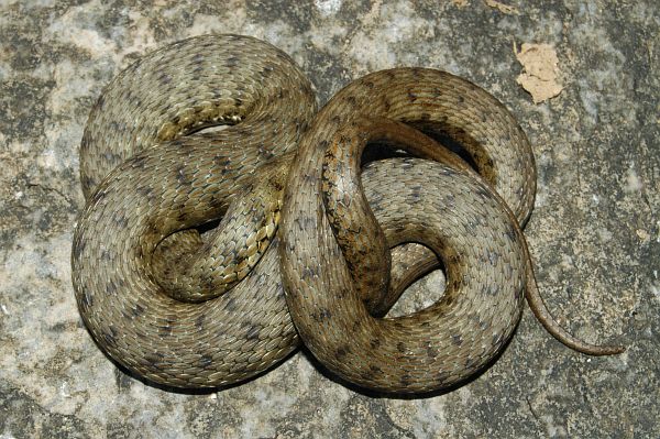 Natrix tessellata