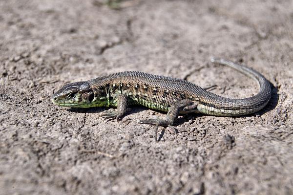 Lacerta agilis