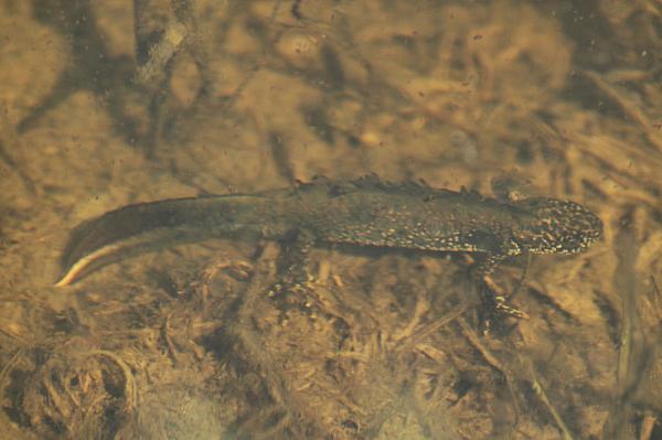 Triturus cristatus