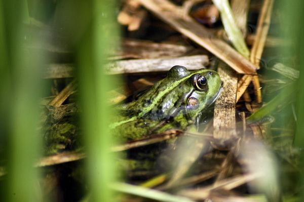 Pelophylax ridibundus