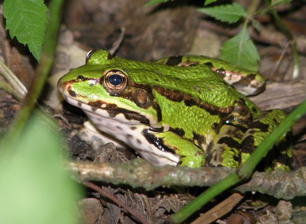 Pelophylax/Rana sp.