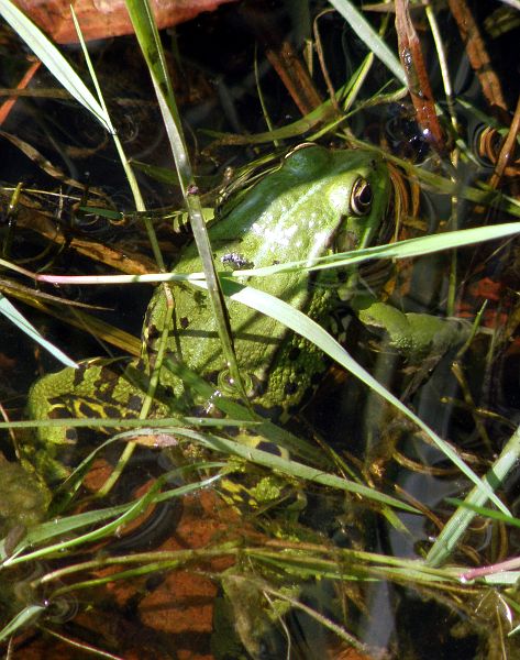 Pelophylax/Rana sp.