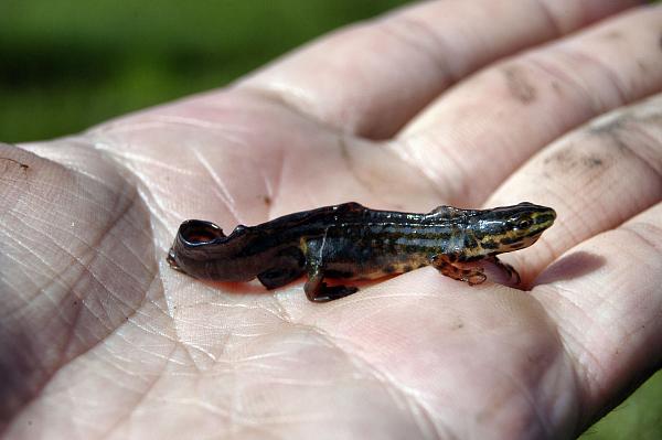 Lissotriton vulgaris