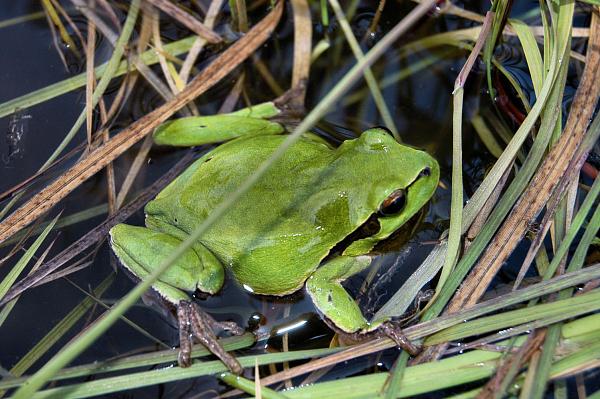 Hyla arborea