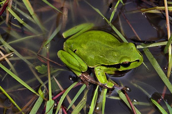 Hyla arborea