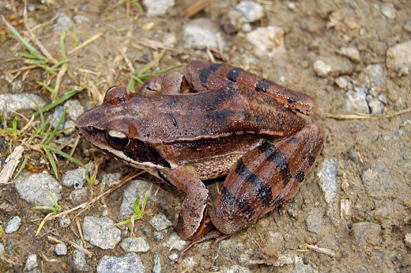 Rana dalmatina