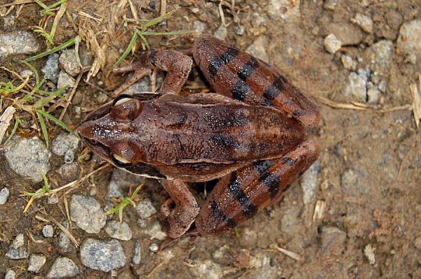 Rana dalmatina