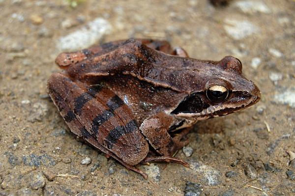 Rana dalmatina