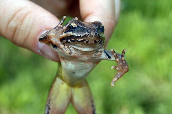 Rana dalmatina