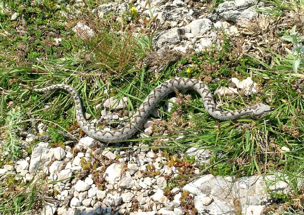 Vipera ammodytes