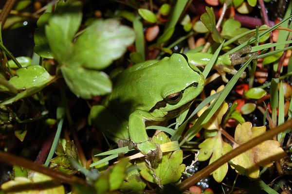 Hyla arborea