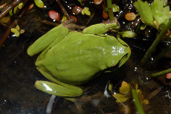 Hyla arborea