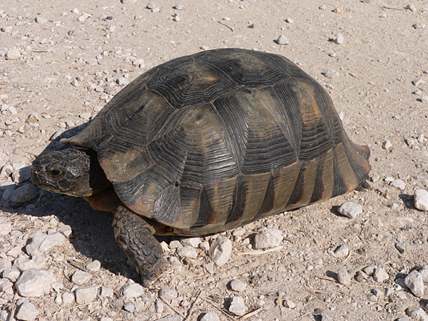 Testudo marginata