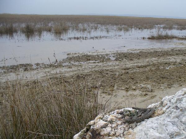 Natrix tessellata