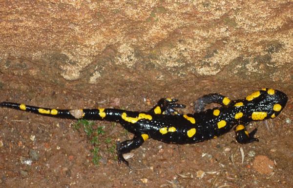 Salamandra salamandra