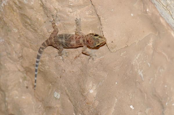 Hemidactylus turcicus