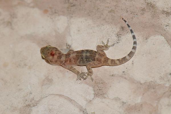 Hemidactylus turcicus