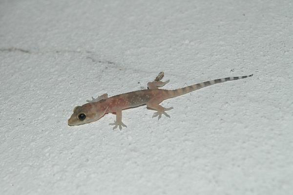 Hemidactylus turcicus