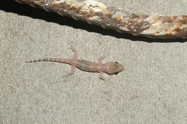 Hemidactylus turcicus