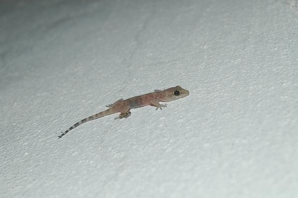 Hemidactylus turcicus