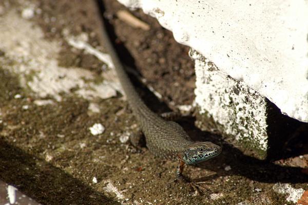 Algyroides nigropunctatus