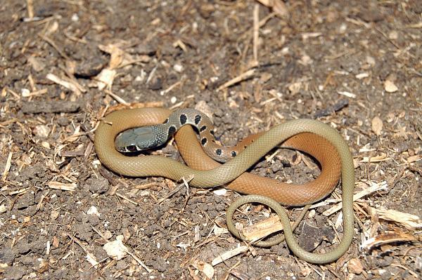 Platyceps najadum