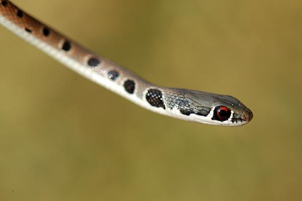 Platyceps najadum