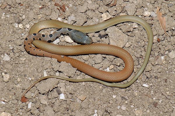 Platyceps najadum