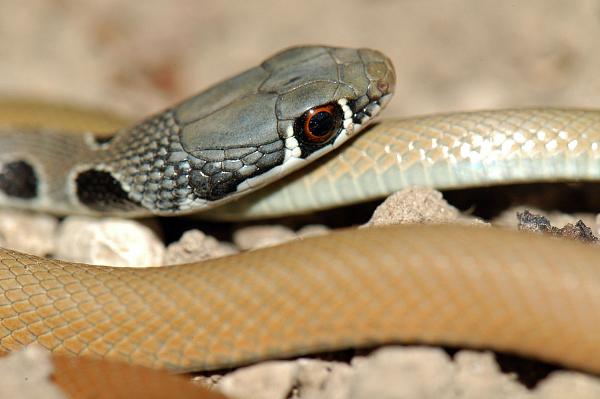 Platyceps najadum