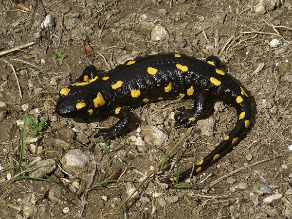 Salamandra salamandra